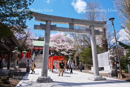 住吉神社と桜