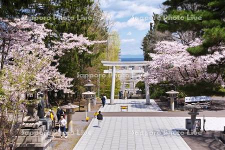 住吉神社と桜