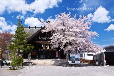 龍宮神社と桜