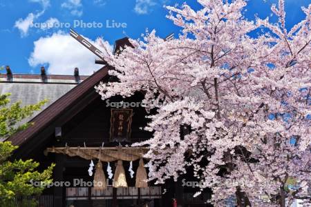 龍宮神社と桜