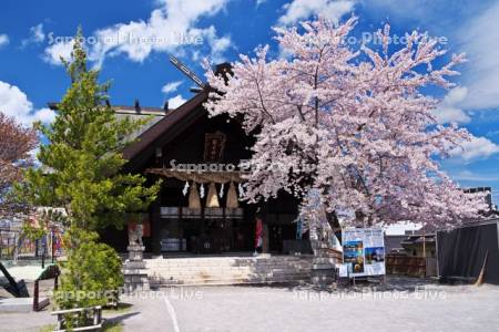 龍宮神社と桜