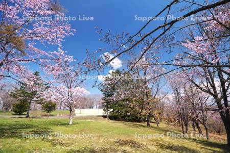 明野ヶ丘公園の桜