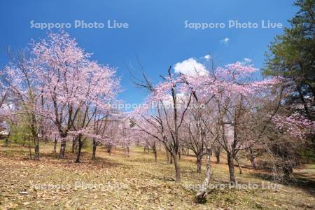 明野ヶ丘公園の桜