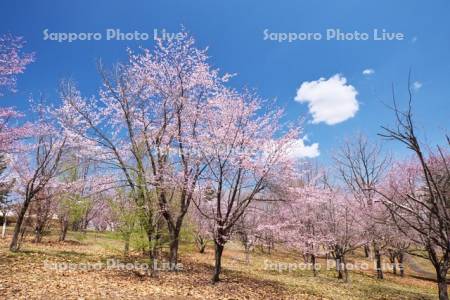 明野ヶ丘公園の桜