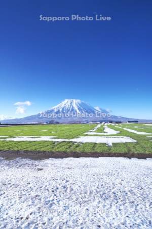 羊蹄山と秋まき小麦