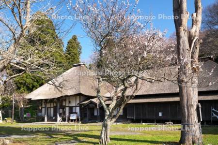 有珠善光寺と桜
