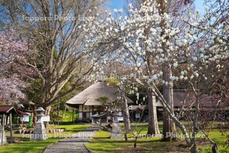 有珠善光寺とモクレンと桜