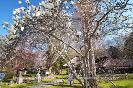 有珠善光寺とモクレンと桜