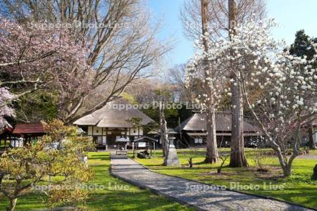 有珠善光寺とモクレンと桜