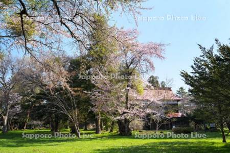 旧伊達邸庭園と迎賓館と桜