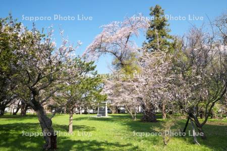 旧伊達邸庭園と桜