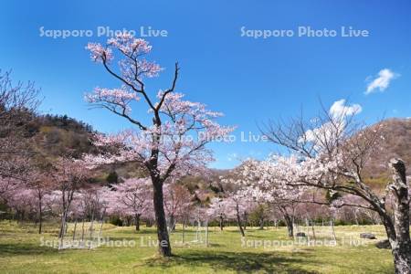 庶野さくら公園と桜
