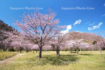 庶野さくら公園と桜