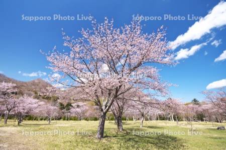 庶野さくら公園と桜