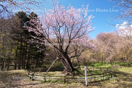庶野さくら公園と夫婦ざくら