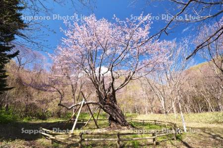 庶野さくら公園と夫婦ざくら