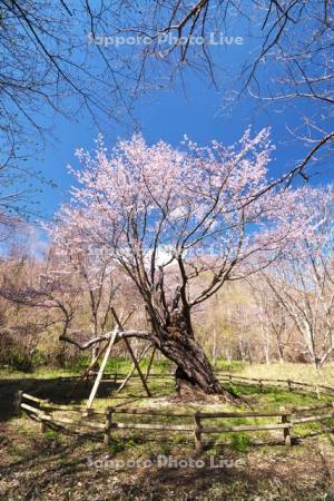 庶野さくら公園と夫婦ざくら