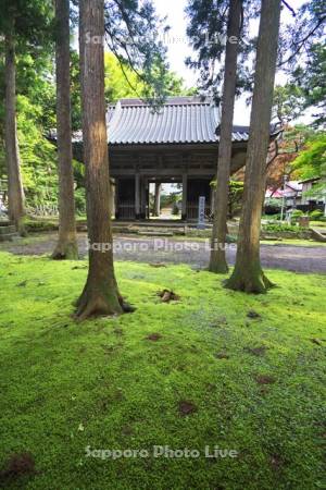 法幢寺とコケ　寺町