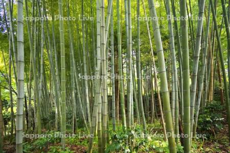 寺町通りの竹林