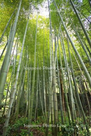 寺町通りの竹林