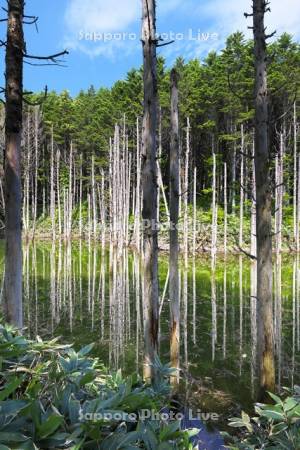 日高の黒い池と水中木
