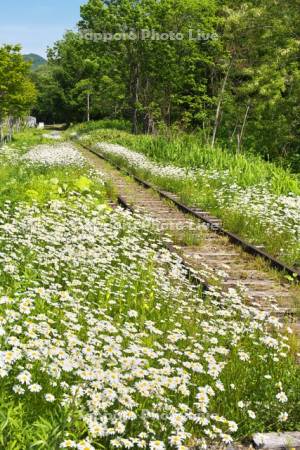 旧幌内線の線路と白い花