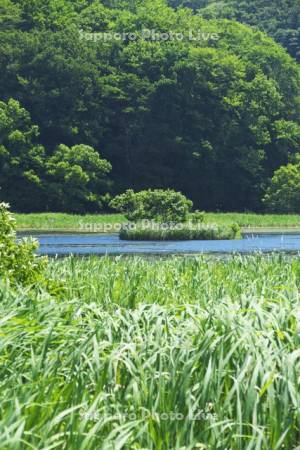 浮島公園