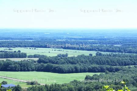 根釧台地の格子状防風林