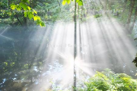 神の子池の朝霧と斜光