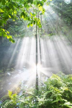 神の子池の朝霧と斜光