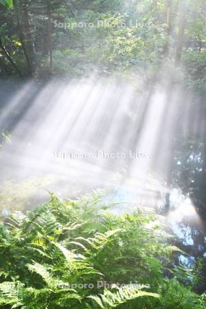 神の子池の朝霧と斜光