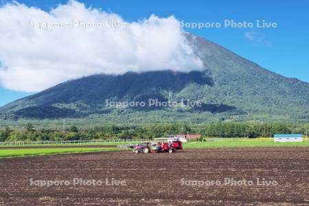 羊蹄山とジャガイモの収穫