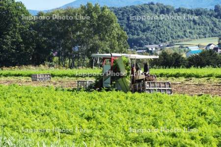 ニンジンの収穫