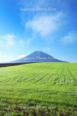 羊蹄山と田園風景