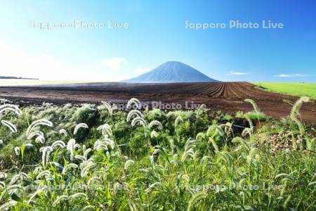 羊蹄山と田園風景