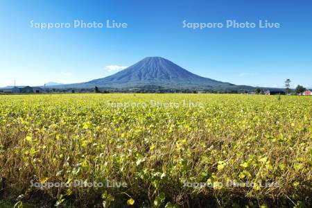 羊蹄山と小豆畑