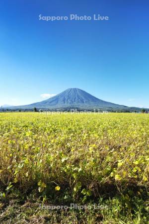 羊蹄山と小豆畑
