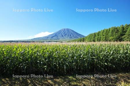 羊蹄山とデントコーン