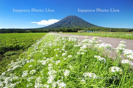 羊蹄山とニラの花と道
