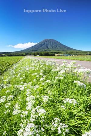 羊蹄山とニラの花と道