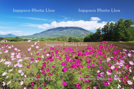羊蹄山とコスモス