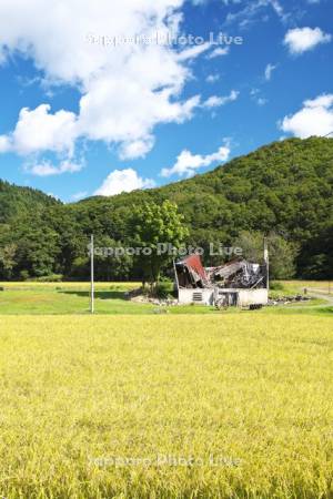 廃屋と稲