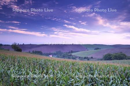 大雪山とデントコーン畑の朝
