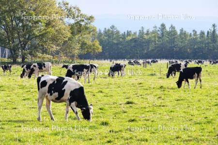 清水町営育成牧場のウシの放牧