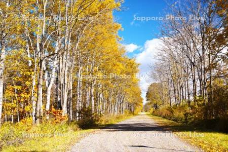 白樺の紅葉と道　十勝牧場