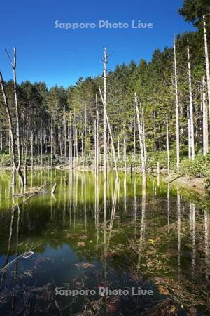 日高の黒い池と水中木