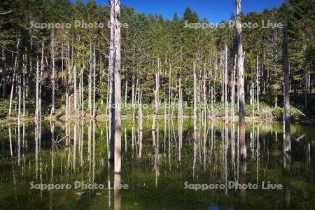 日高の黒い池と水中木