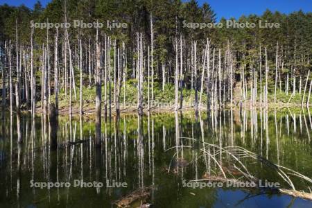 日高の黒い池と水中木