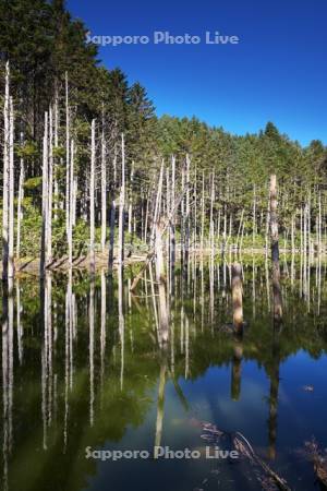 日高の黒い池と水中木