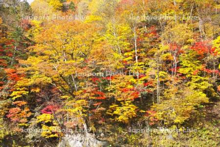 日高の紅葉（沙流川沿い）